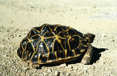 Psammobates tentorius