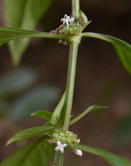 Spermacoce latifolia