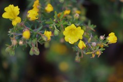 Hibbertia hypericoides hypericoides