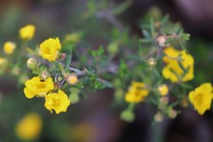 Hibbertia hypericoides hypericoides