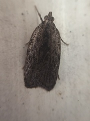 Phaeosaces compsotypa