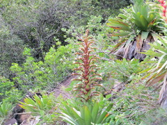 Alcantarea imperialis