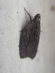 Phaeosaces compsotypa