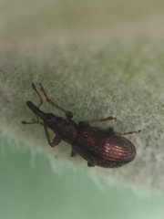 Neocyba metrosideros