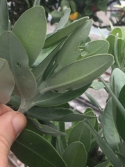 Neocyba metrosideros