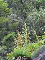 Alcantarea imperialis