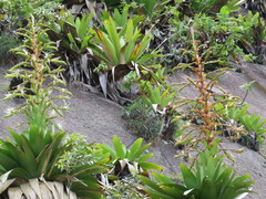 Alcantarea imperialis