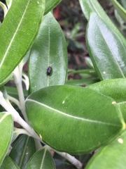 Maoraxia eremita