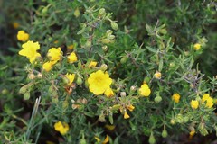 Hibbertia hypericoides hypericoides