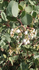 Arctostaphylos mewukka