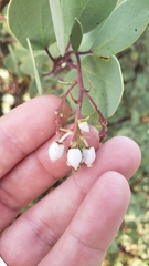 Arctostaphylos mewukka