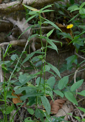 Spermacoce latifolia