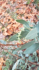 Arctostaphylos mewukka
