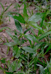 Spermacoce latifolia