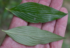 Spermacoce latifolia