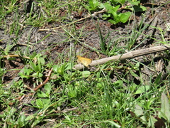 Hylephila phyleus phyleus