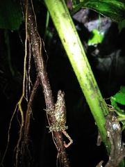 Leptophryne javanica