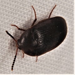 Synstrophus repandus