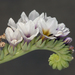 Heliotropium curassavicum - Photo (c) Steve Matson, μερικά δικαιώματα διατηρούνται (CC BY-NC), uploaded by Steve Matson