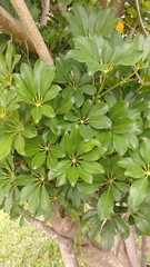 Pittosporum tobira