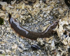 Pholis ornata