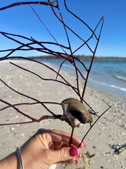 Pteria colymbus