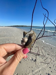 Pteria colymbus