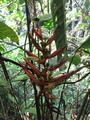 Heliconia angusta