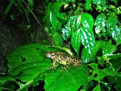 Leptophryne javanica