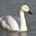 Tundra Swan - Photo (c) Kentish Plumber, some rights reserved (CC BY-NC-ND)