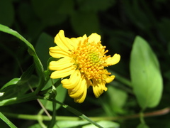 Pascalia glauca