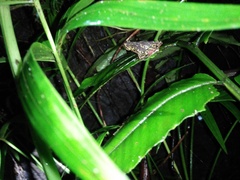 Leptophryne javanica