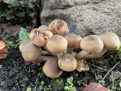 Armillaria mellea