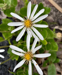 Olearia grandiflora