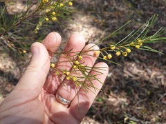 Acacia quadrilateralis