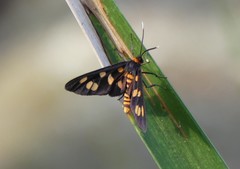 Amata trigonophora