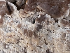 Abortiporus biennis