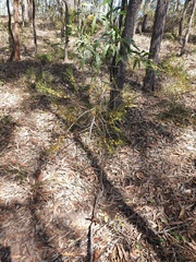 Acacia quadrilateralis