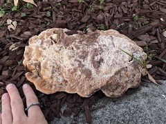 Abortiporus biennis