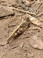 Trimerotropis ochraceipennis