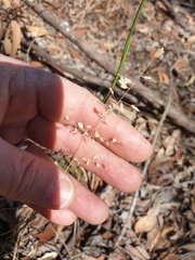 Eragrostis