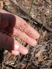 Eragrostis