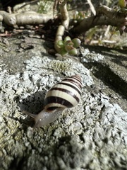 Drymaeus nigrofasciatus