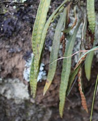 Pleopeltis polylepis