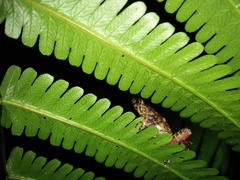 Leptophryne javanica