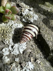 Drymaeus nigrofasciatus