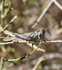 Melanoplus complanatipes