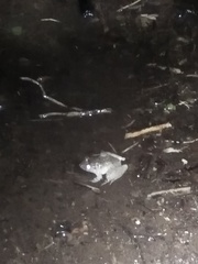 Limnonectes microdiscus