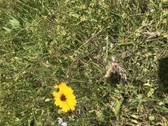 Coreopsis linifolia