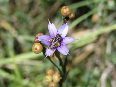 Anthrenoides